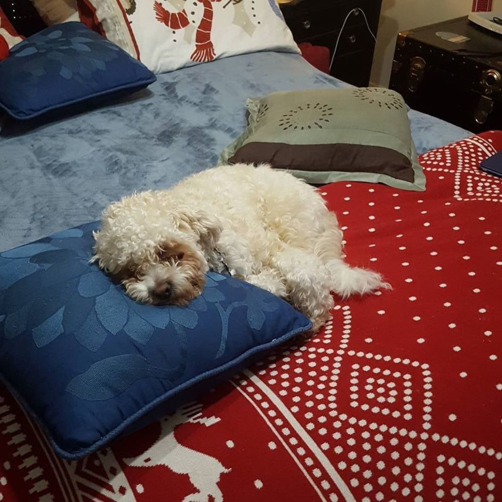 Meet your Posher, Gustavo